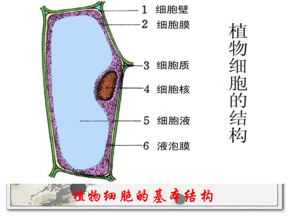 动植物细胞的结构和功能课件.ppt_第2页