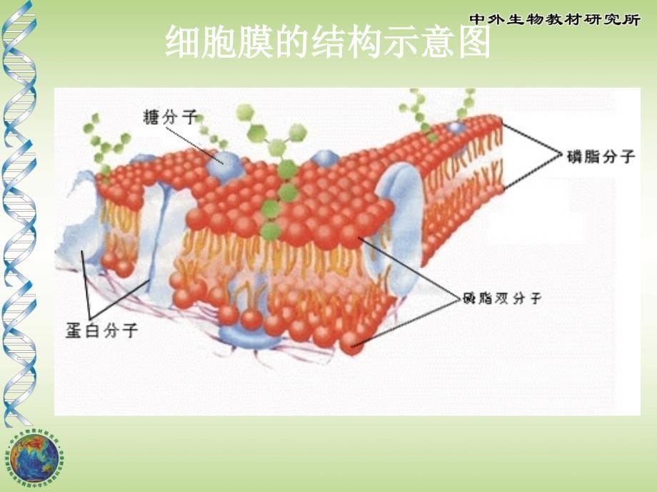 动植物细胞的结构和功能课件.ppt_第5页