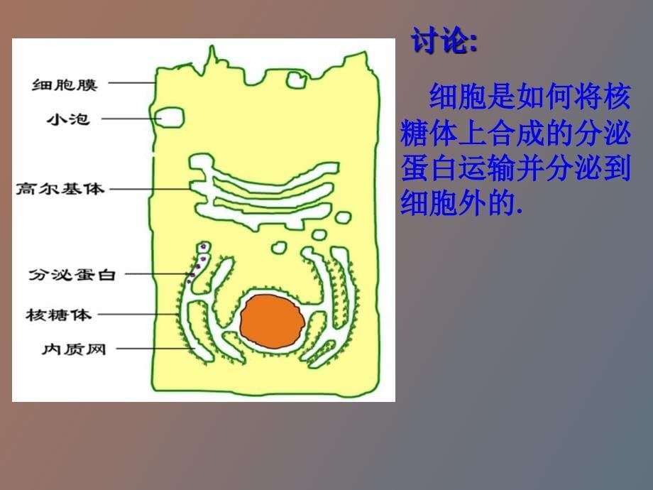 细胞与细胞工程_第5页