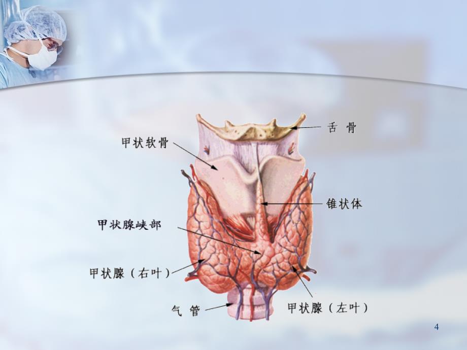 非常经典的甲状腺手术教学ppt课件_第4页