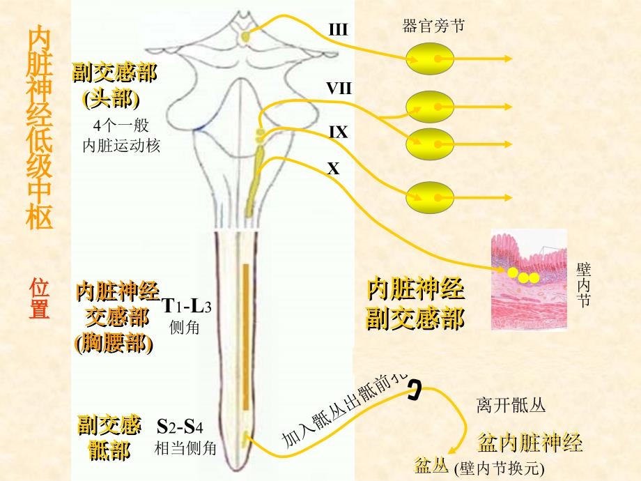 内脏神经解剖学_第4页