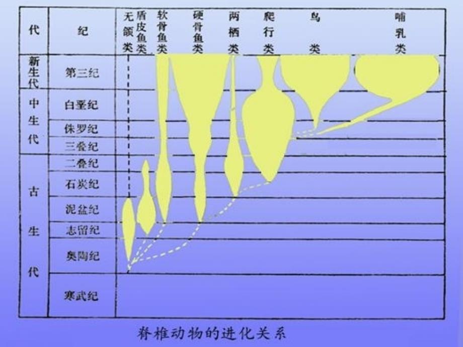 脊椎动物机体结构和机能的演化_第3页