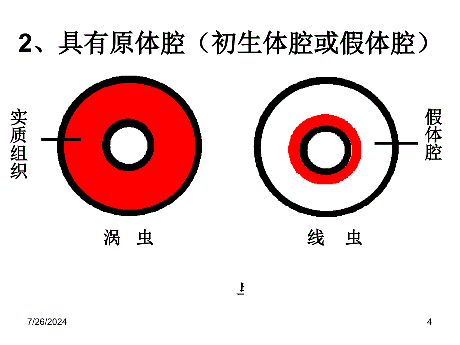 线形动物环节动物ppt.ppt_第4页