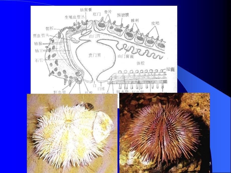 动物学11棘皮动物门_第5页