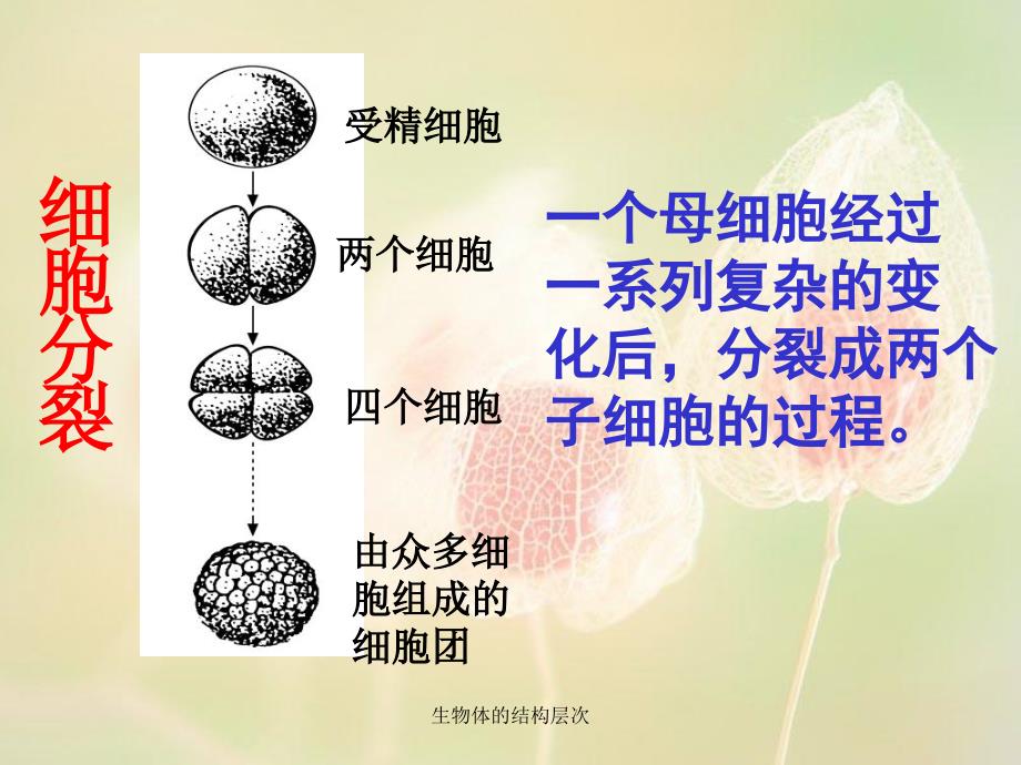 生物体的结构层次课件_第3页