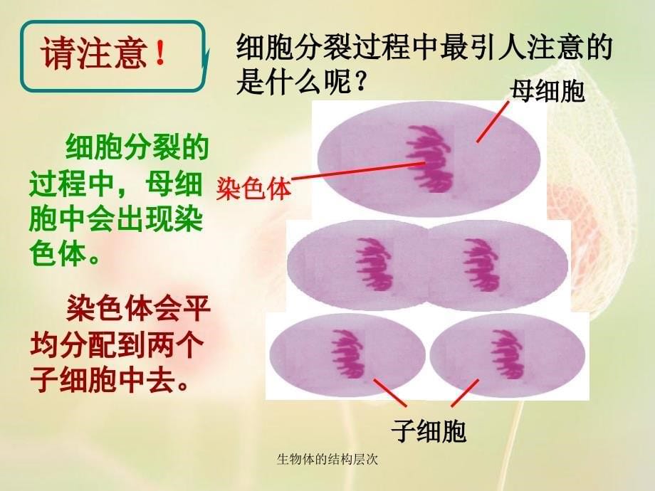 生物体的结构层次课件_第5页