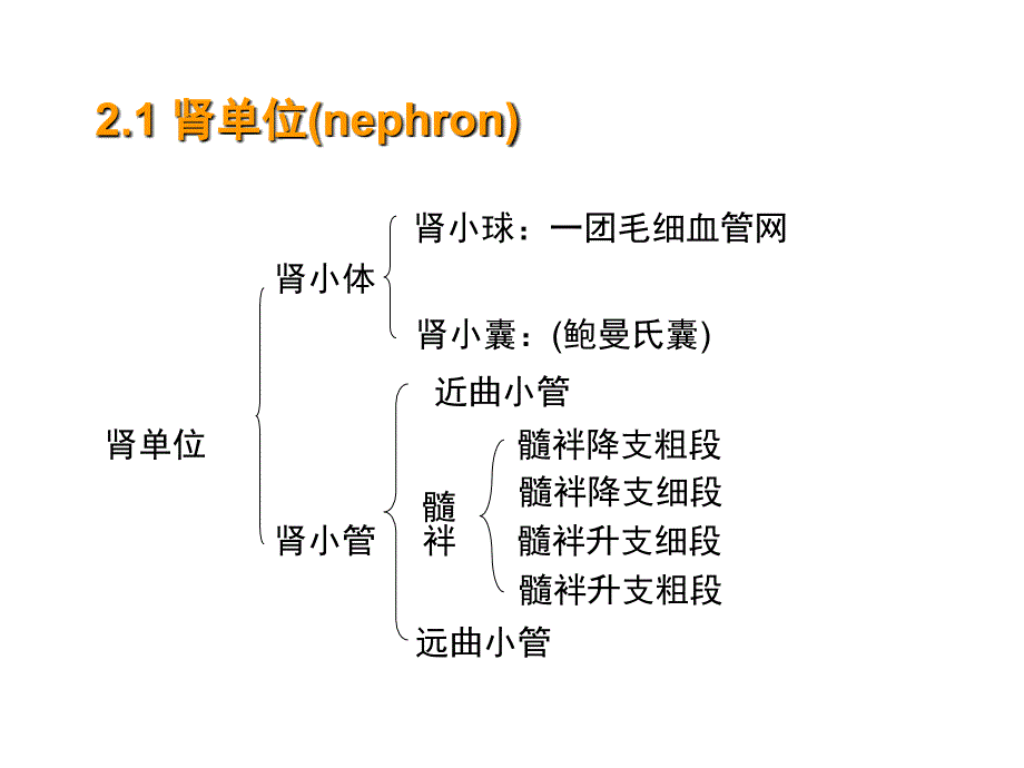 十章节渗透调节与排泄肾脏生理_第4页