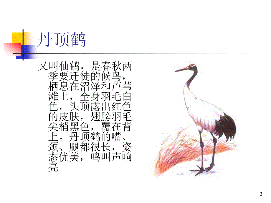 常见鸟类图谱ppt课件_第2页