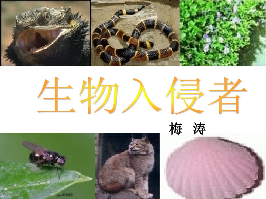 《生物入侵者》_第2页