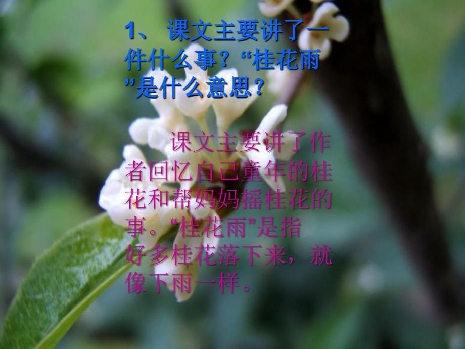 7《桂花雨》课件3_第5页