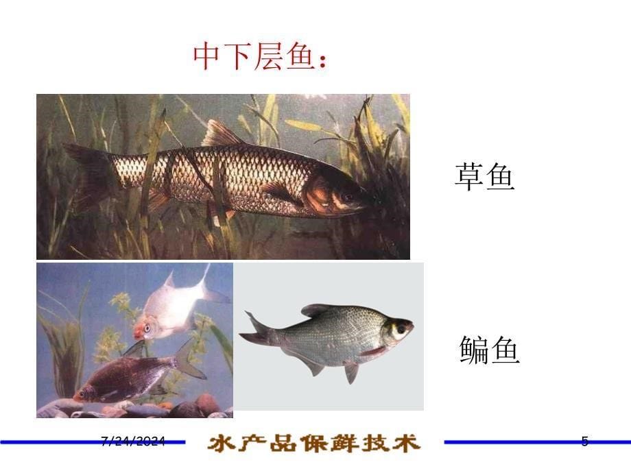 水产品保鲜技术(诚毅)-第一章水产品的保活运输及储存.ppt_第5页