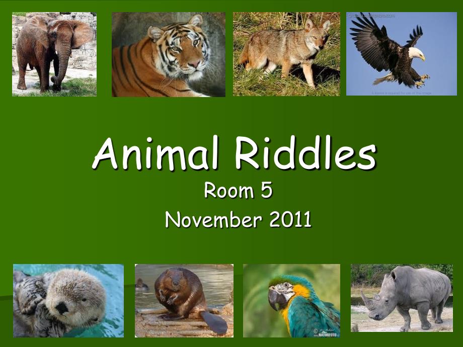 Animal Riddles_第1页