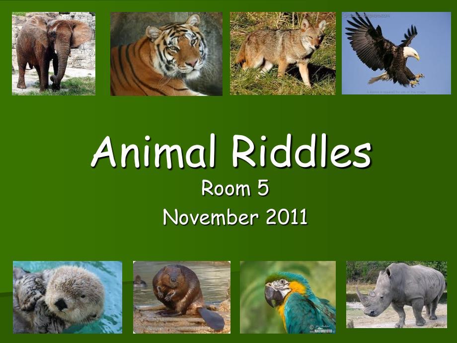 Animal Riddles