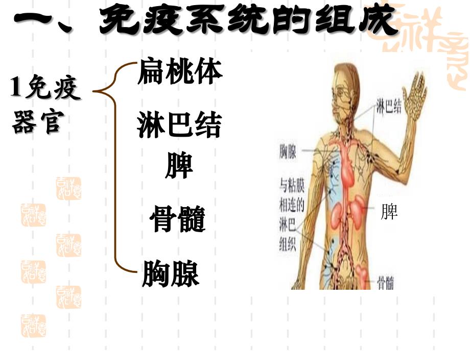 细胞免疫抗原吞噬细胞课件_第3页