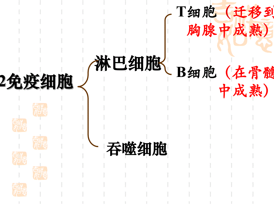 细胞免疫抗原吞噬细胞课件_第4页