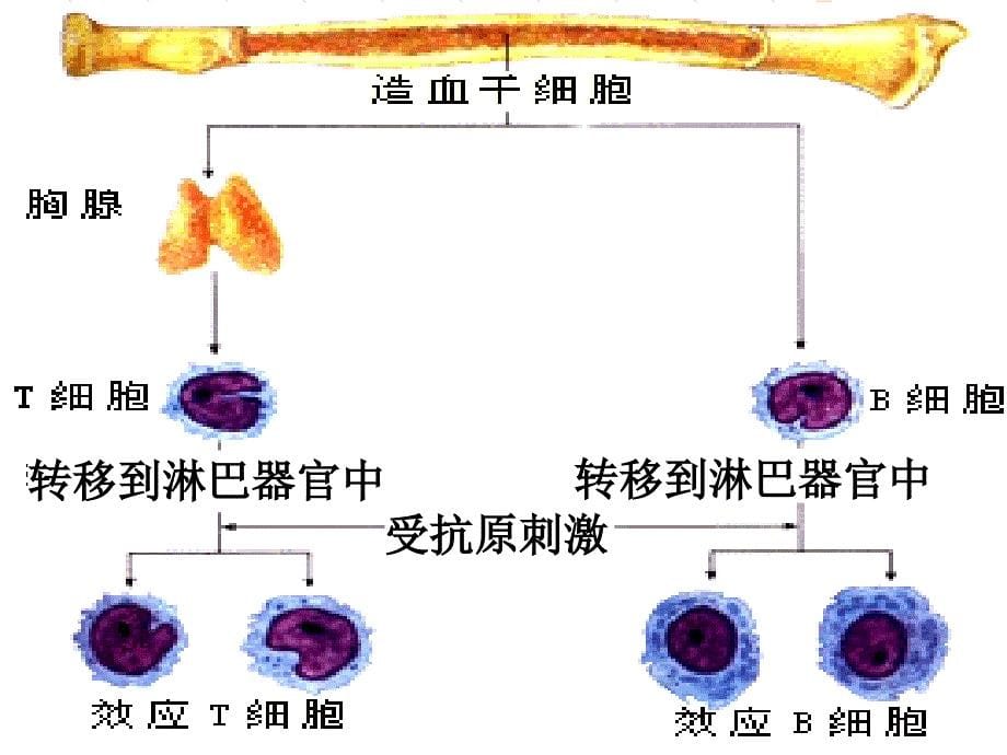 细胞免疫抗原吞噬细胞课件_第5页