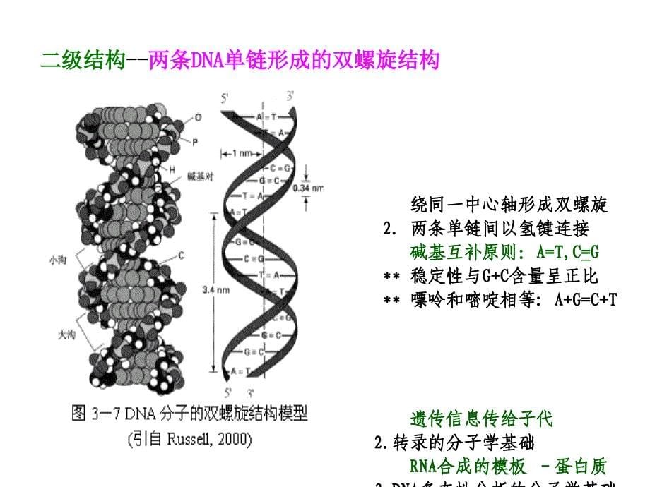 三章DNA多态分析基础_第5页