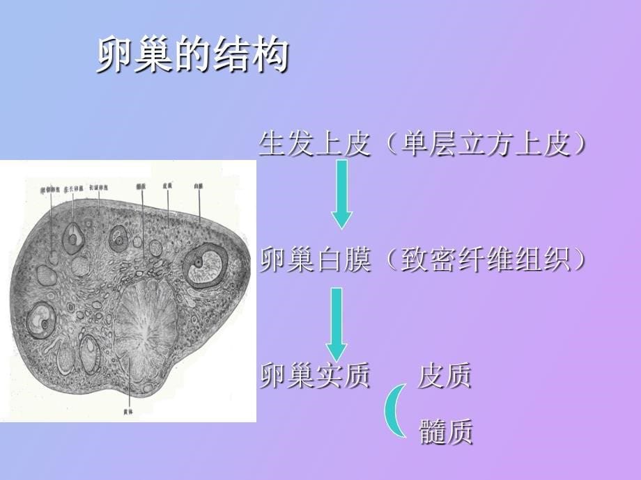 中西医结合卵巢周期_第5页