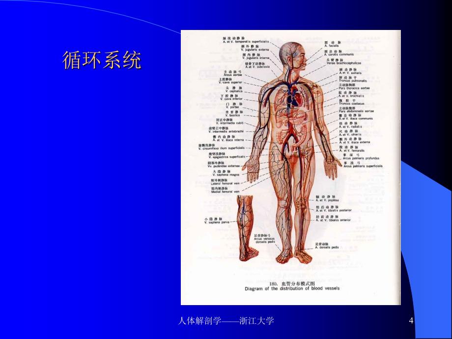 人体解剖学(浙江大学).ppt_第4页