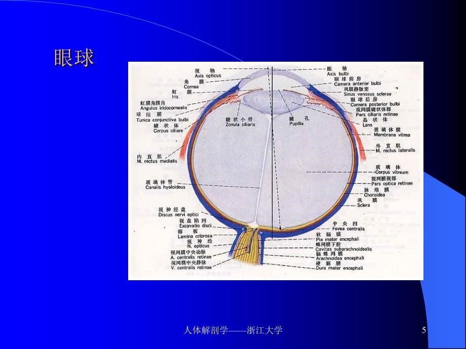 人体解剖学(浙江大学).ppt_第5页