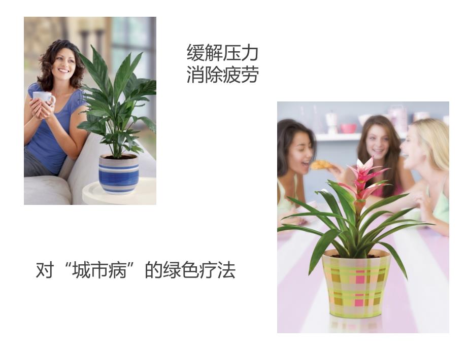 《室内盆栽植物》PPT课件.ppt_第3页