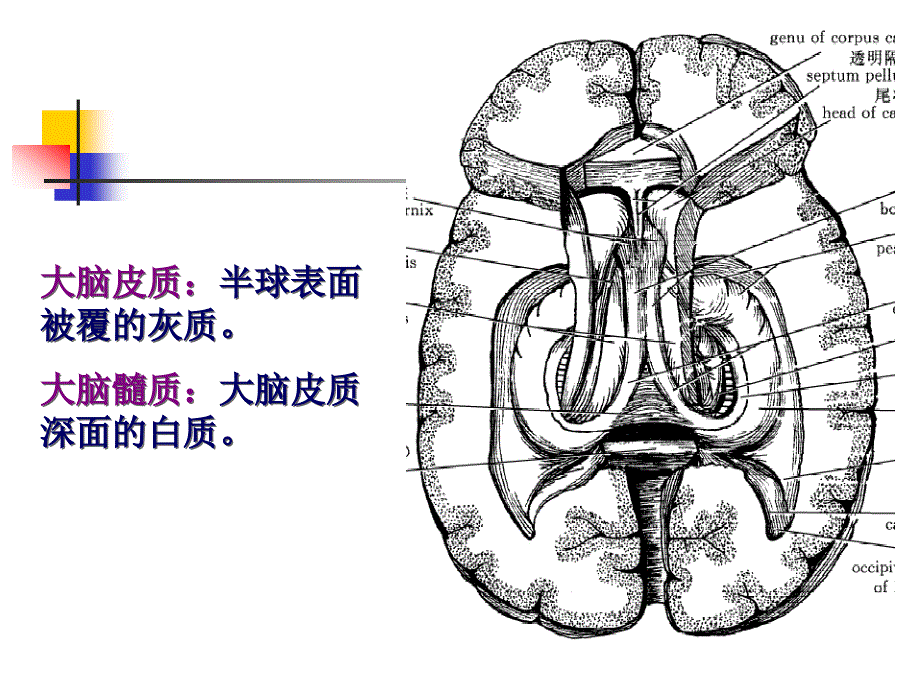 《中枢神经系统五》PPT课件.ppt_第3页