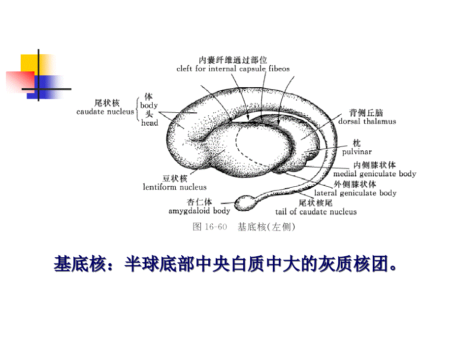 《中枢神经系统五》PPT课件.ppt_第4页