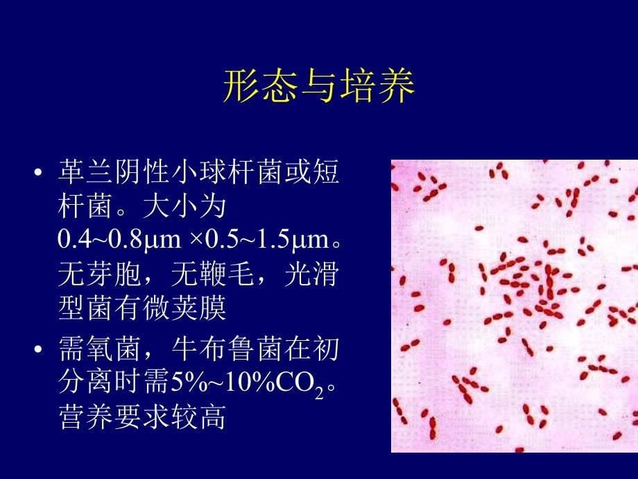 动物源性细菌P30_第5页