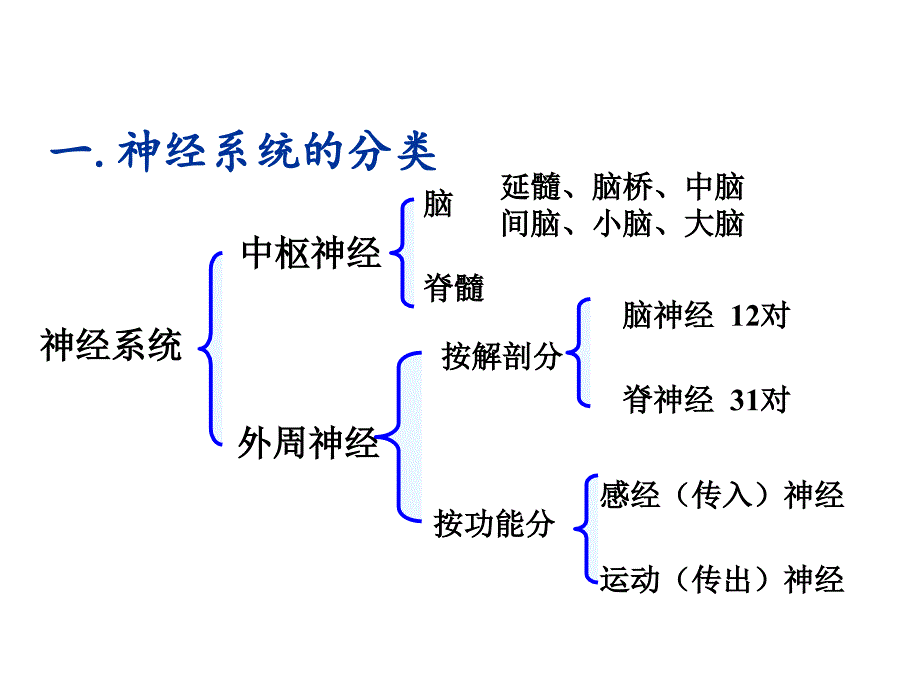 第一节传出神经系统药物概述课件_第3页