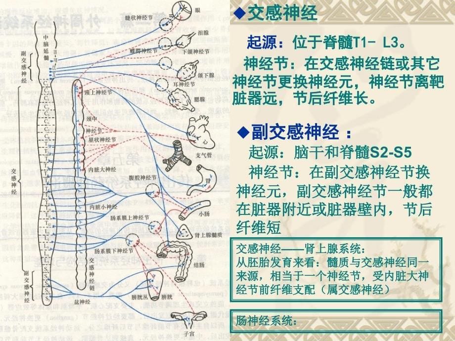 第一节传出神经系统药物概述课件_第5页