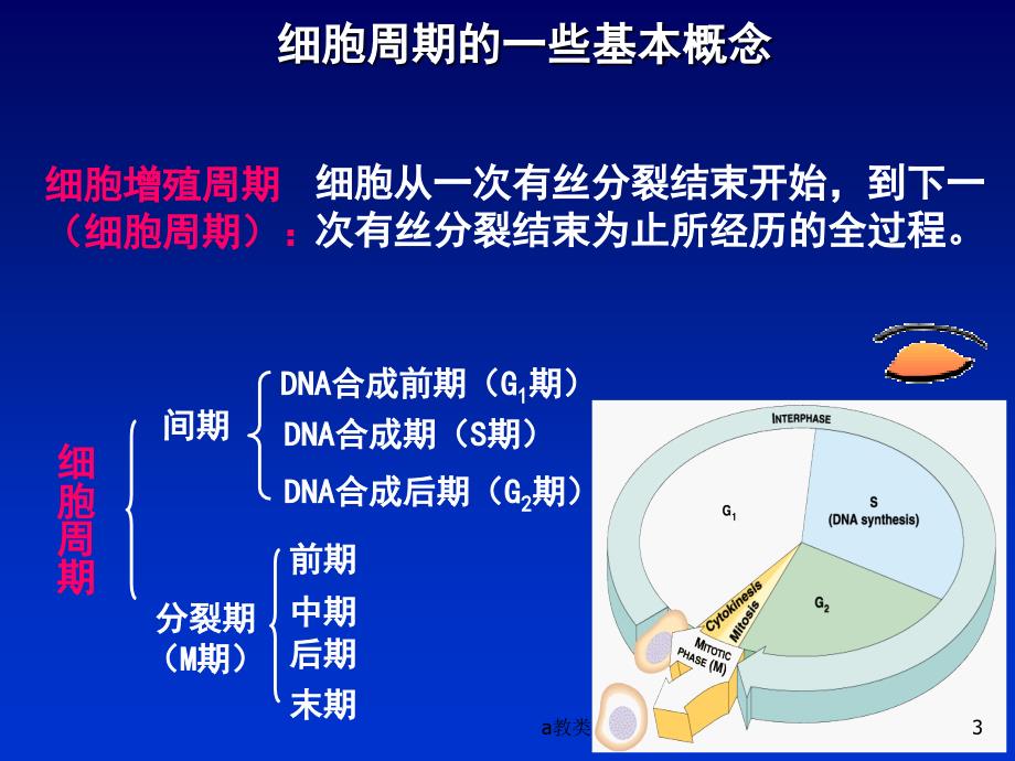 实验3有丝减数A类基础_第3页