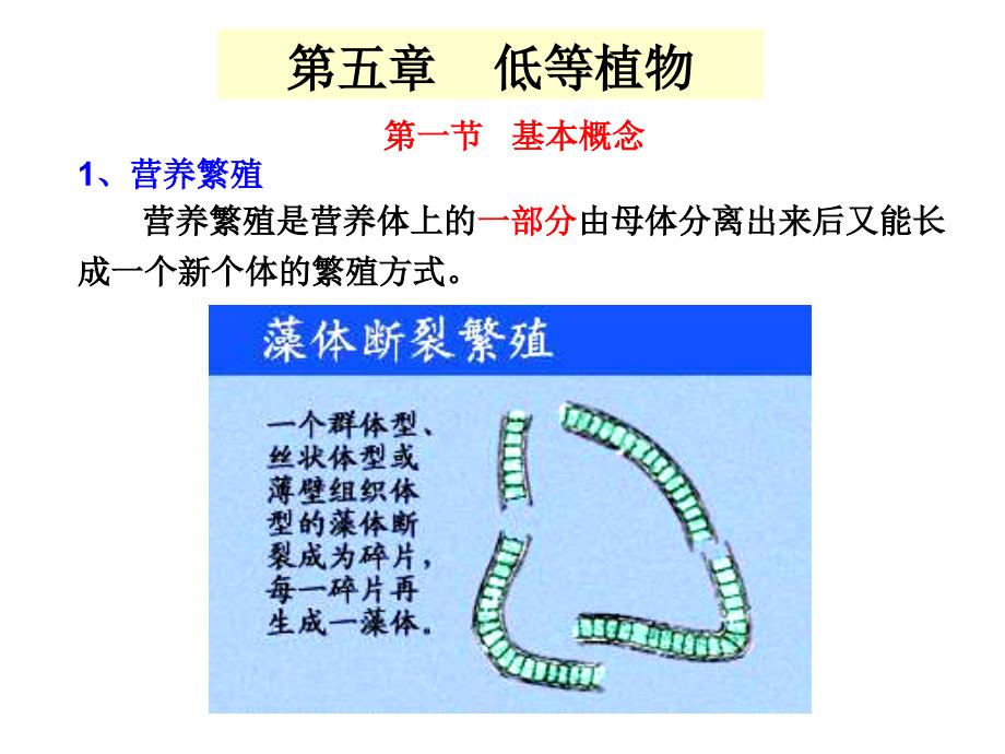 药用植物学课件——低等植物_第1页