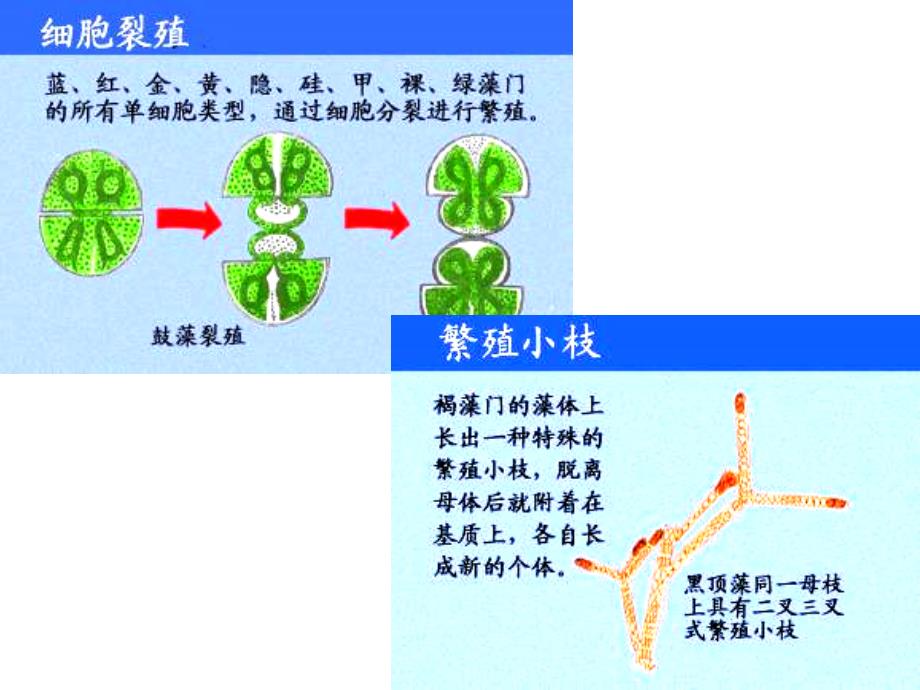 药用植物学课件——低等植物_第2页