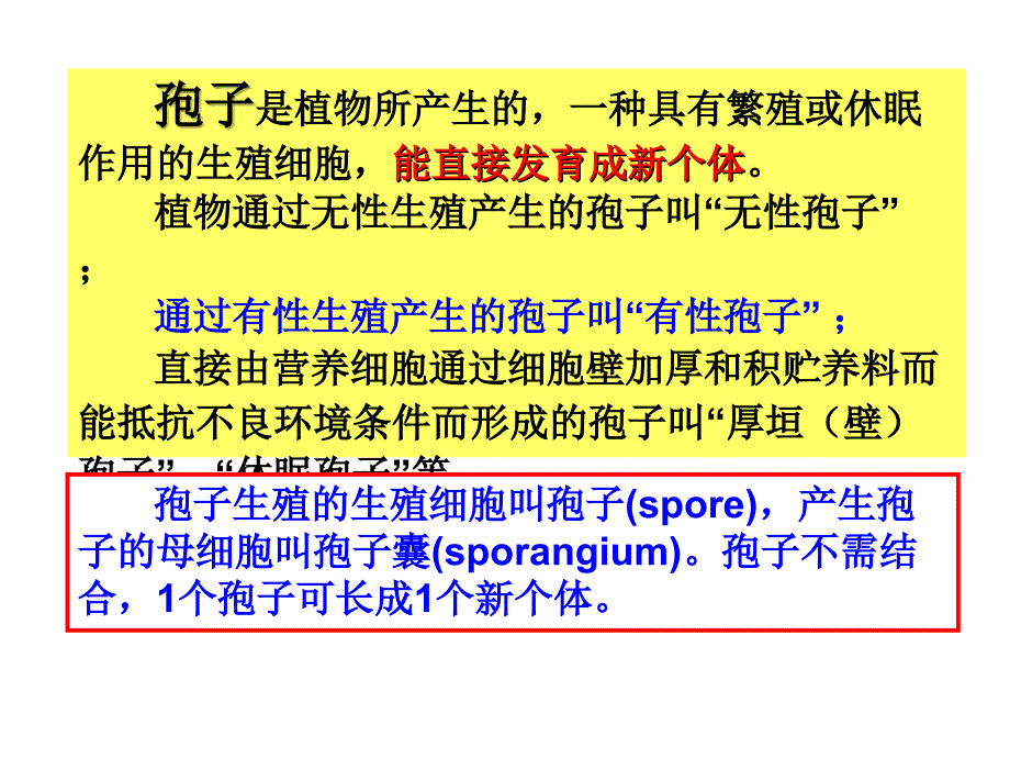 药用植物学课件——低等植物_第4页