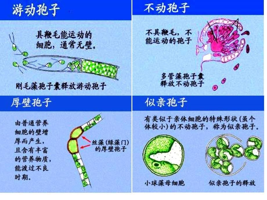 药用植物学课件——低等植物_第5页