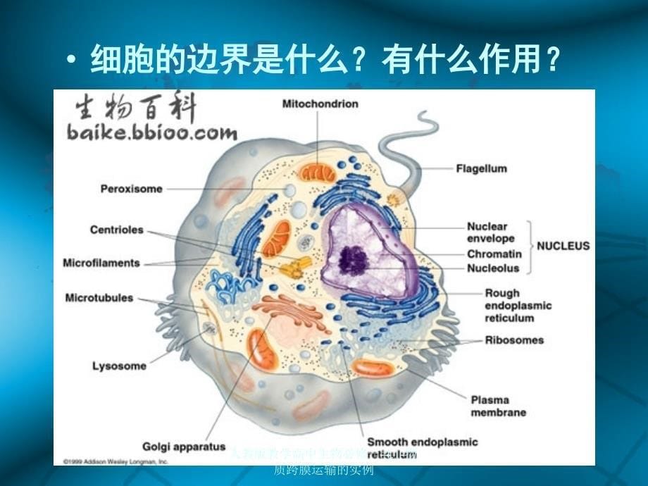 人教版教学高中生物必修一4.1物质跨膜运输的实例课件_第5页