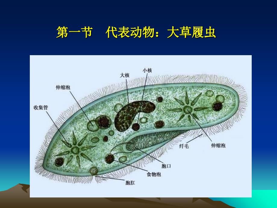 3.原生动物门ppt课件_第3页