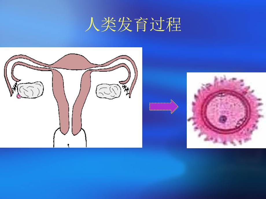 生理卫生讲座初中部PPT演示课件_第2页