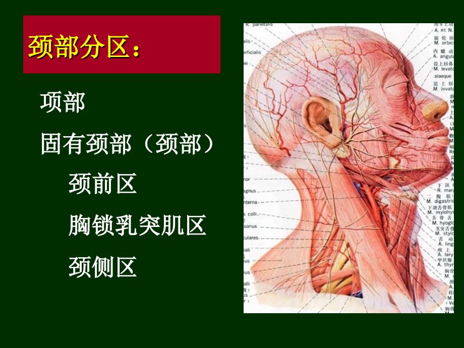 颈部脊柱区PPT课件_第2页