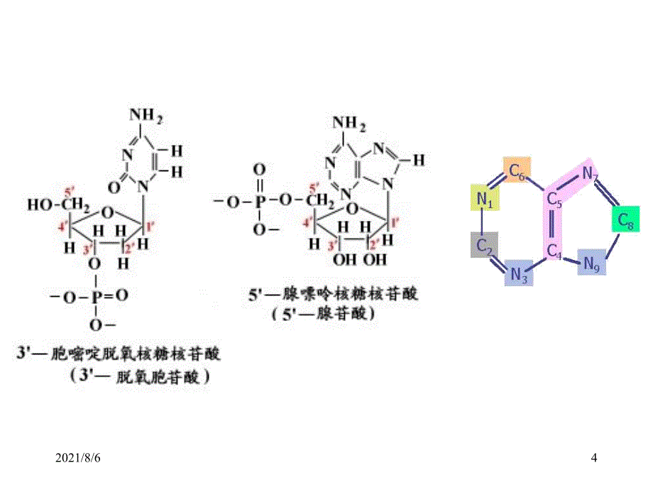 分子生物学第六章：DNA损伤与修复_第4页