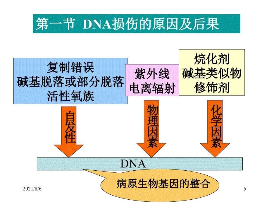 分子生物学第六章：DNA损伤与修复_第5页