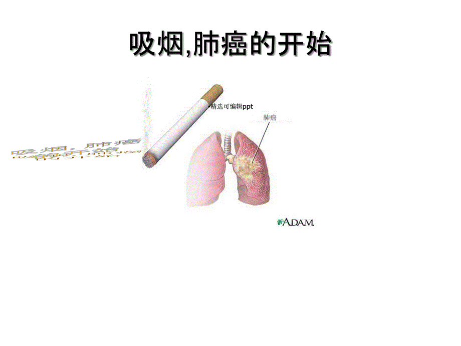 无烟校园主题班会课件_第3页