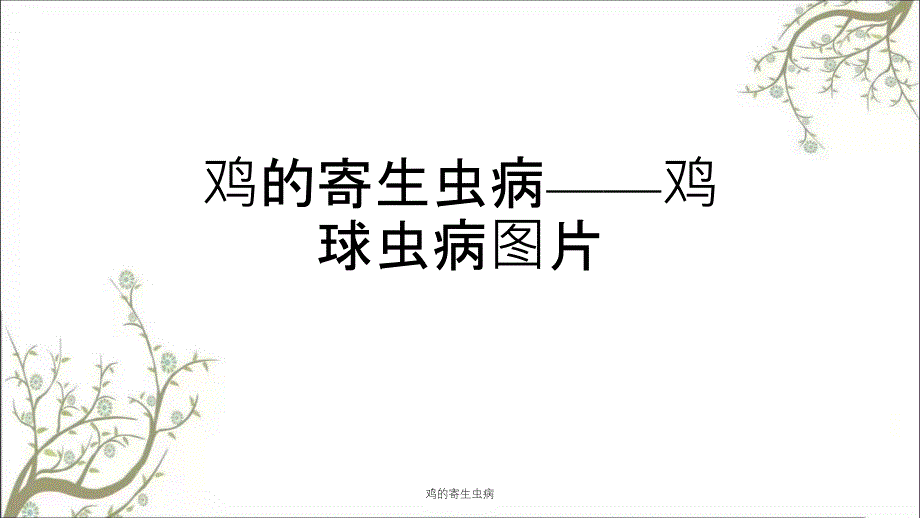 鸡的寄生虫病课件_第1页