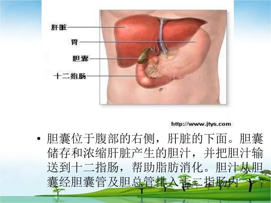 胆囊结石及其防治PPT课件_第5页