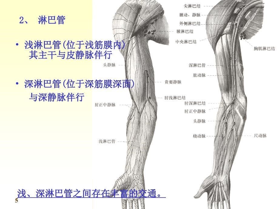 系统解剖学课件：11淋巴_第5页