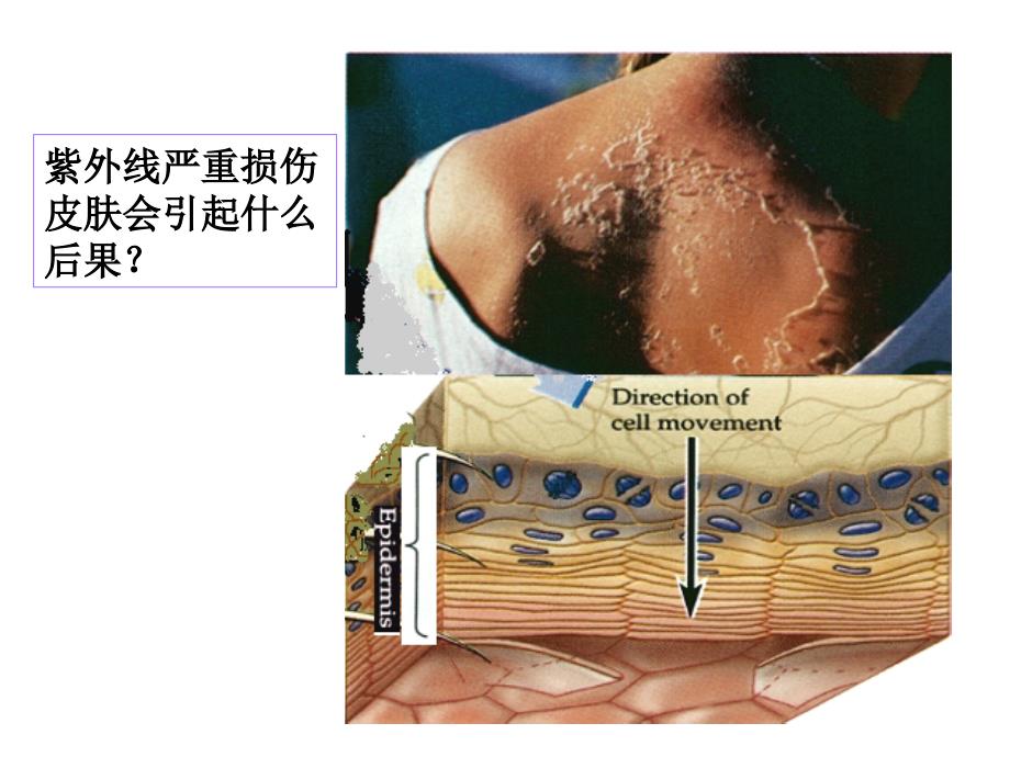 增殖凋亡异常与疾病10_第3页