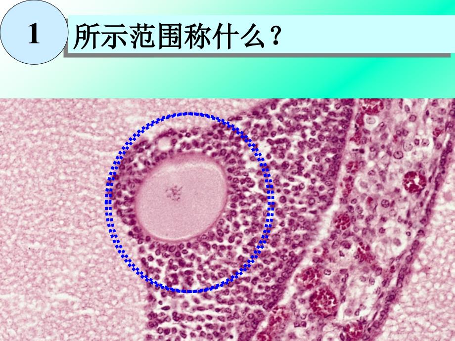 组织学与胚胎学实验：生殖系统_第3页