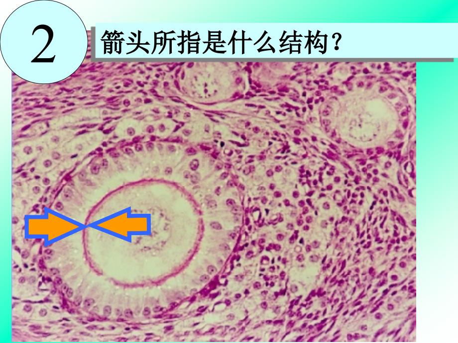 组织学与胚胎学实验：生殖系统_第4页