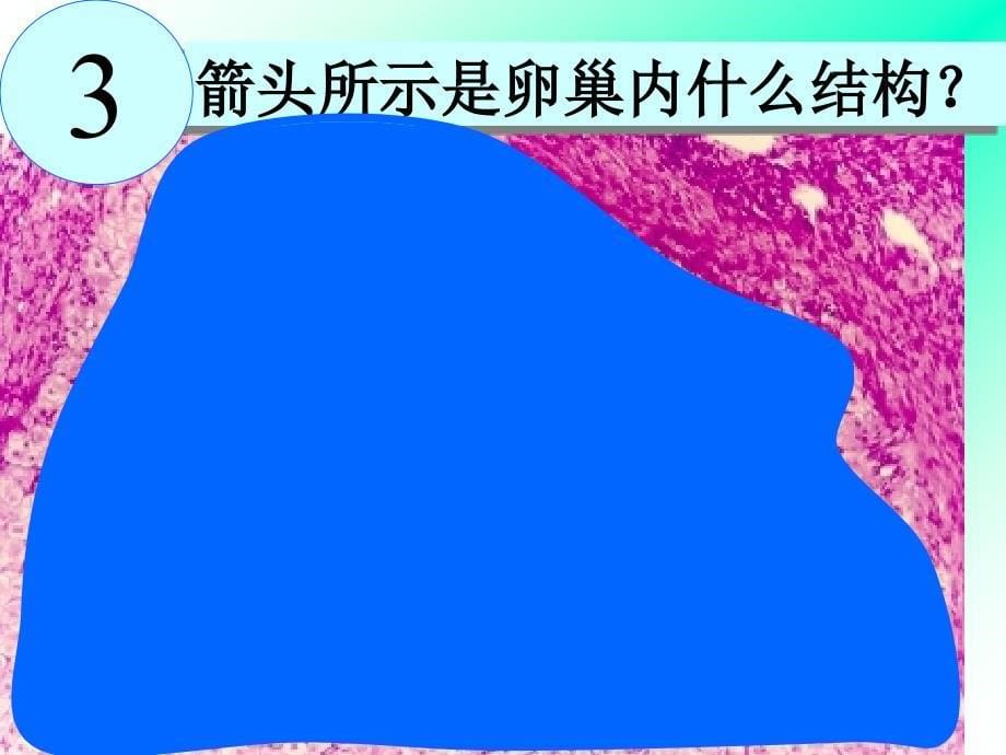 组织学与胚胎学实验：生殖系统_第5页