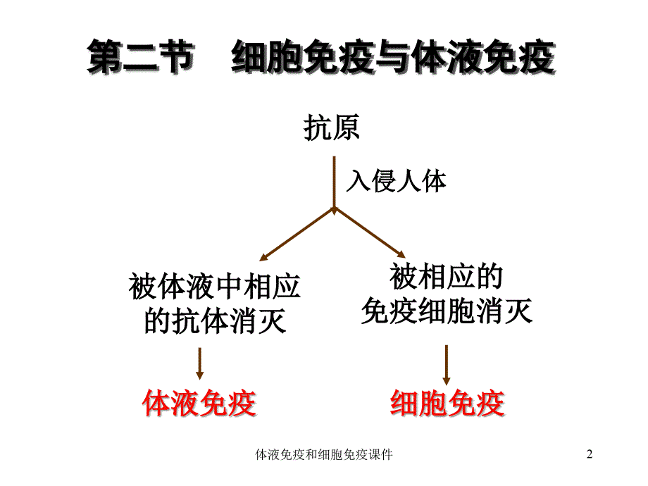 体液免疫和细胞免疫课件_第2页